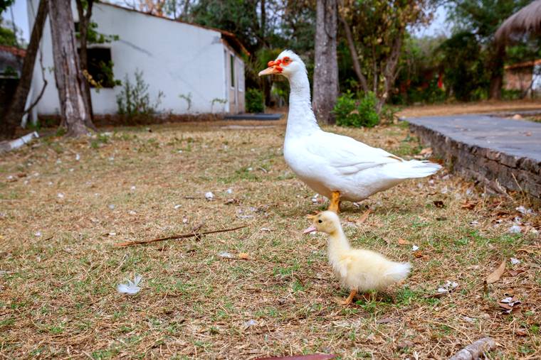 Una pata blanca con su patito en el césped de la granja